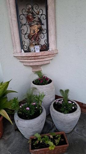 three plants in white pots sitting on a wall at Ferienwohnung direkt am See 1 in Altmünster