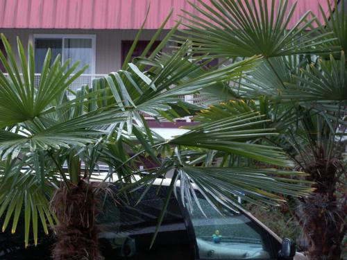 Ein Garten an der Unterkunft Express Inn & Suites Eugene
