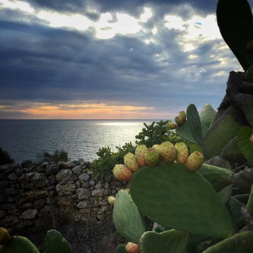 een stekelige perenplant met de oceaan op de achtergrond bij La Marchesa di Castiglione in Andrano