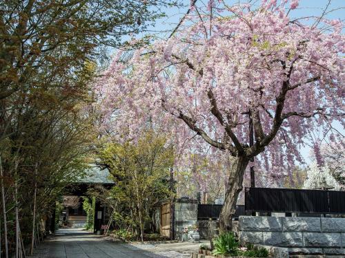 a tree with pink flowers on a sidewalk at リトリート宿坊 自在堂 宇都宮 in Utsunomiya