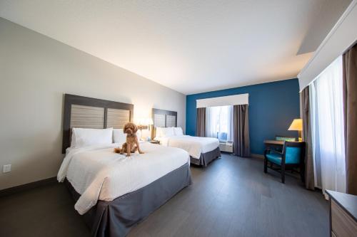 a dog sitting on a bed in a hotel room at Holiday Inn Express & Suites Clermont SE - West Orlando by IHG in Orlando
