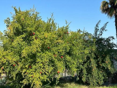 Jardín al aire libre en Charming 3 Bedroom Farmhouse Retreat with Open Deck
