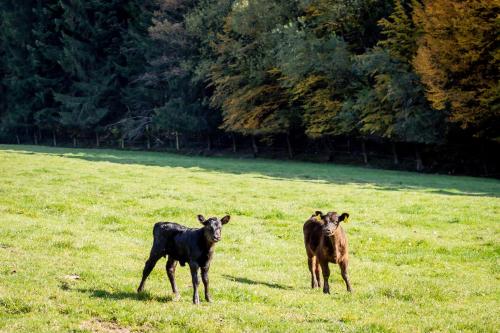 two cows standing in a field of grass at Ferienwohnung am Sperchenedergut in Aspach