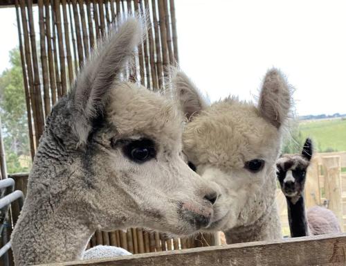 two sheep are looking over a wooden fence at Xanadu - A restful place in Bunnythorpe