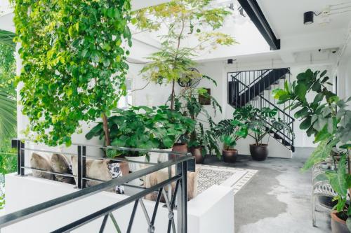 a room filled with lots of potted plants at Xinlor House - Phuket Old Town in Phuket Town