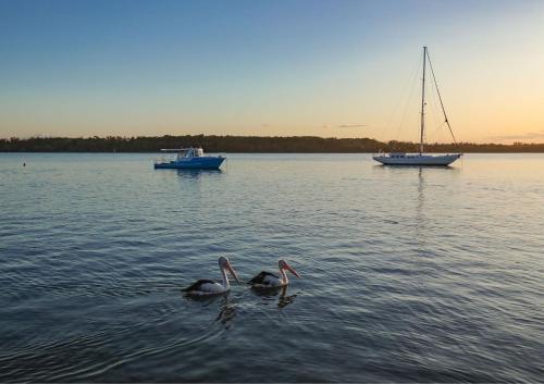 two birds are swimming in the water with boats at Koala Lodge Studio 1 in Iluka