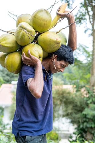 a man carrying a bunch of fruit on his shoulders at Tea Heights and Spa in Kandy