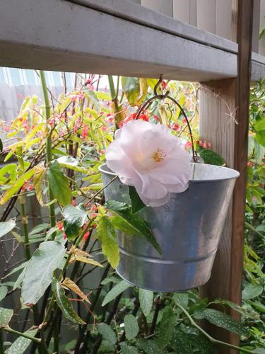 a flower in a bucket hanging from a fence at Ellson House - The Heart of the Hunter in Cessnock