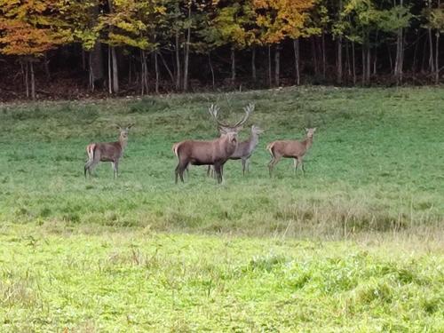 three deer standing in a field of grass at Guggenthaler Gipfelblick in Guggenthal