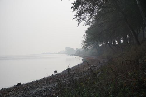 a foggy view of a beach with trees and water at Møllehusets Bed & Breakfast in Nordborg