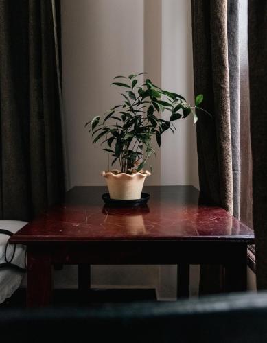 a potted plant sitting on top of a wooden table at Akim Homestay in Kohīma