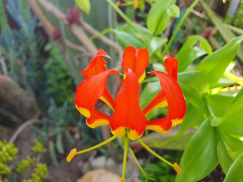 a group of red flowers on a plant at The Gull in Sedgefield