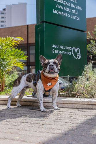 a small dog wearing an orange vest standing on a street at Hotel Lieto in Poços de Caldas