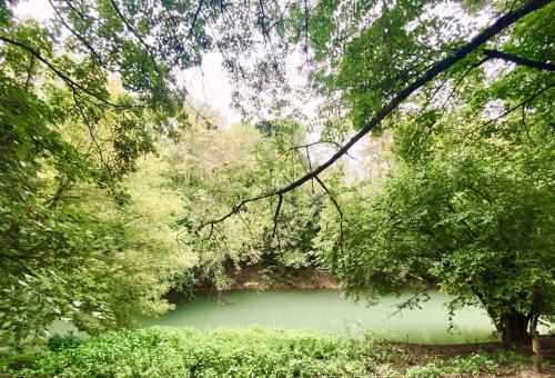 a large green pond in the middle of a forest at Le Hameau Arribas in Condé-Sainte-Libiaire