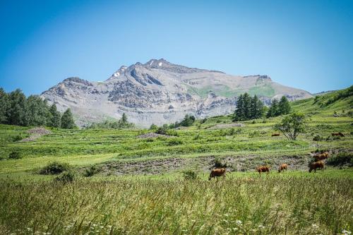 a group of cows grazing in a field with a mountain at Hotel Le Faranchin in Villar-dʼArène