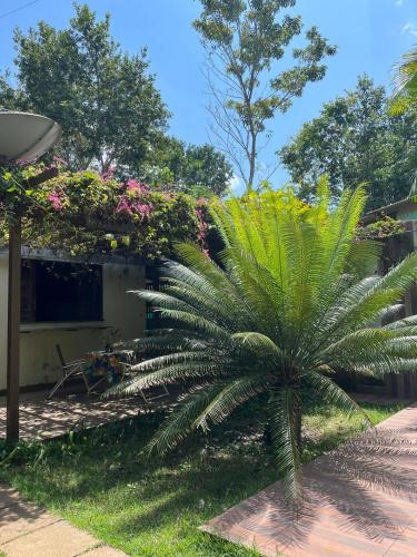 a palm tree in the yard of a house at Casa de Férias em Alter do Chão-PA in Alter do Chao