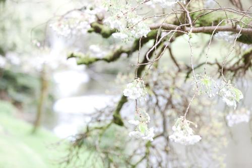 a bunch of white flowers hanging from a tree at Barmeath Castle Guest House in Dunleer