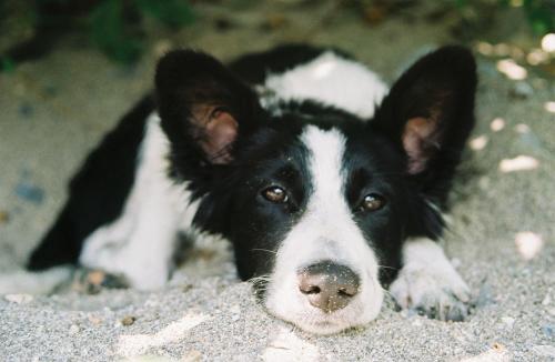 a black and white dog laying on the ground at Hanami - studio in Zwalm