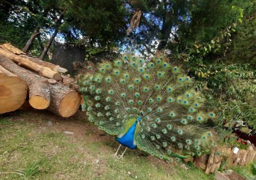 a peacock sitting on the grass next to a tree at Cabañas La Palma in Mineral de Angangueo