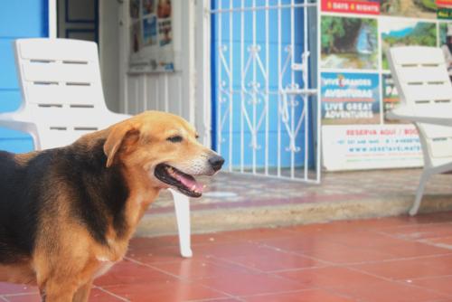 Huéspedes con una o varias mascotas en Hosting and Travel Services 420