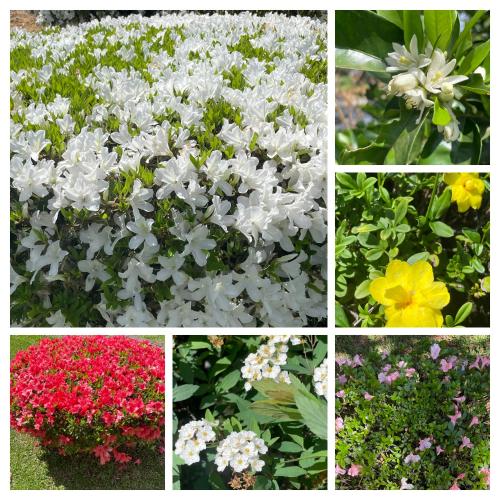 a group of different flowers in four pictures at Paraíso do Salto in Lages