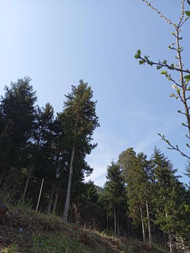 a group of trees on a hill with a fence at Borjomi forest in Borjomi