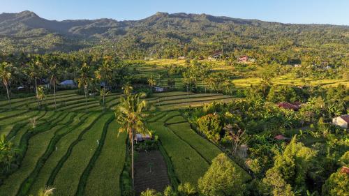 an aerial view of a field with palm trees and mountains at Kubu Sambangan Bali in Singaraja
