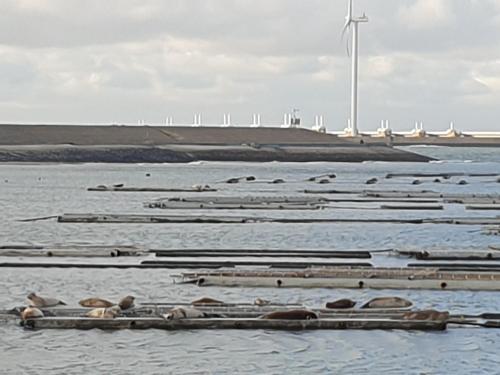 a group of boats in the water with wind turbines in the background at vrijstaande ruime familiewoning landelijk gelegen in Lewedorp