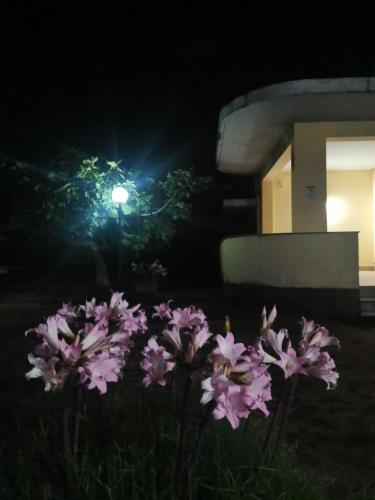 a group of pink flowers in front of a building at Dimora Elisabetta casa a pochi passi dal mare in Pontecagnano