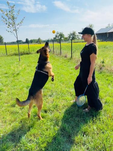 a woman and a dog playing with a frisbee at Sielski domek w Starej Hucie in Stara Huta