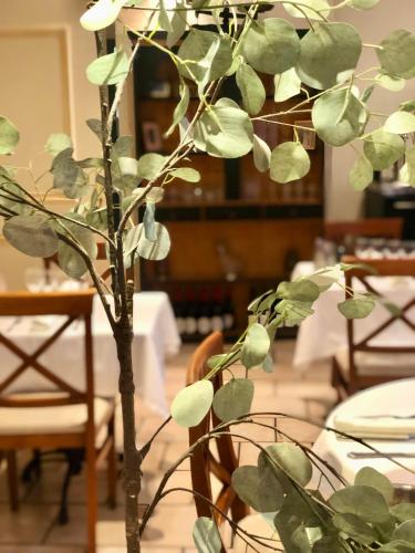a green plant in a vase next to a table at Logis hôtel et restaurant La Bastide Cabezac in Bize-Minervois