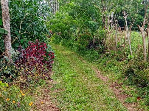 a dirt path in a garden with flowers at farmer homestay yercaud in Yercaud