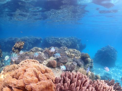 a coral reef with fish in the ocean at 【KouriGarden】古宇利島の海と緑と星を眺める一棟貸切別荘ヴィラ in Nakijin