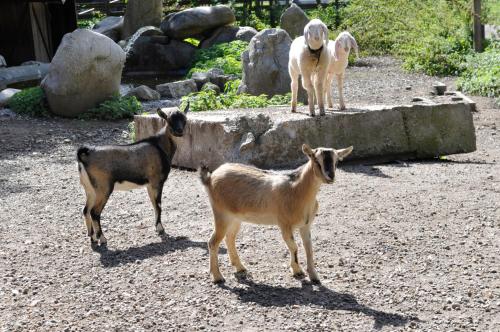 three goats standing on a dirt ground with a dog at Residence Obermoarhof - Family Apartments with Pool & Playground in Vandoies