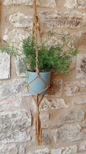 a potted plant hanging on a stone wall at La casa nel vicolo in Fabriano