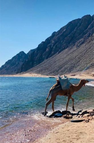 a camel walking on a beach near the water at Miral in Dahab
