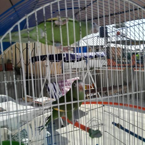 a bird is sitting in a cage at AKAO HOUSE in Arequipa