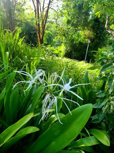 a plant with white flowers in a garden at Boundless Bliss Hotel in St Thomas