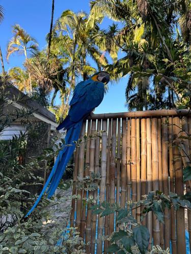 a blue bird is sitting on a fence at Gaia Hotelaria in Teresópolis
