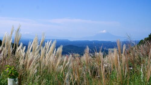 a field of tall grass with a mountain in the background at 貸別荘モザンピーク 完全貸切ログハウス in Kirishima
