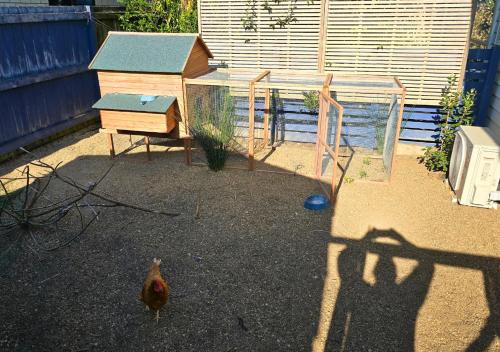 a chicken walking around a chicken coop and a chicken walking at Tairua Garden Hideaway - Homestay with Private Room in Tairua