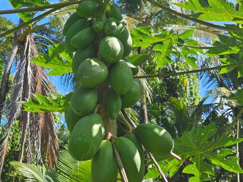 a bunch of green bananas hanging from a tree at Alena Star House, Eco Retreat With Pool, Prime Position in Cape Tribulation