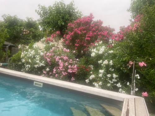 un jardin avec des fleurs roses et blanches à côté d'une piscine dans l'établissement Maison de ville spacieuse & cosy, à LʼIsle-sur-la-Sorgue