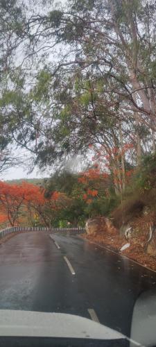 a car driving down a road with red trees at yelagiri residency in Yelagiri