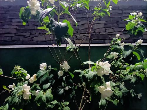 a bird perched on top of a plant with white flowers at CASA DEL CANTA in Borgomale