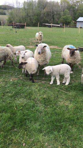 a herd of sheep standing next to a fence at Pooks Rest in Hurst Green