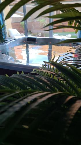 a swimming pool in a building with a plant at Vila Cristal in Baile Felix