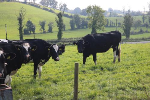 three cows standing in a field behind a fence at The Cabin Pipershill in Newtown Butler