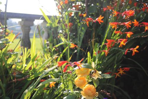 a bunch of orange flowers in a garden at The Cabin Pipershill in Newtown Butler