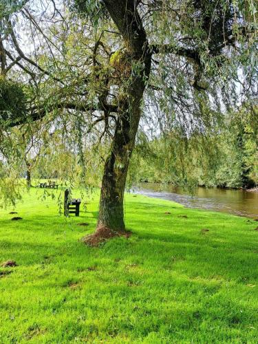 a park with a tree and a bench next to a river at La Boverie, chalet 216 in Rendeux